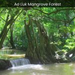 Ao Luk Mangrove Forest A Journey into the Pristine Wilderness of Thailand - spectacularspots