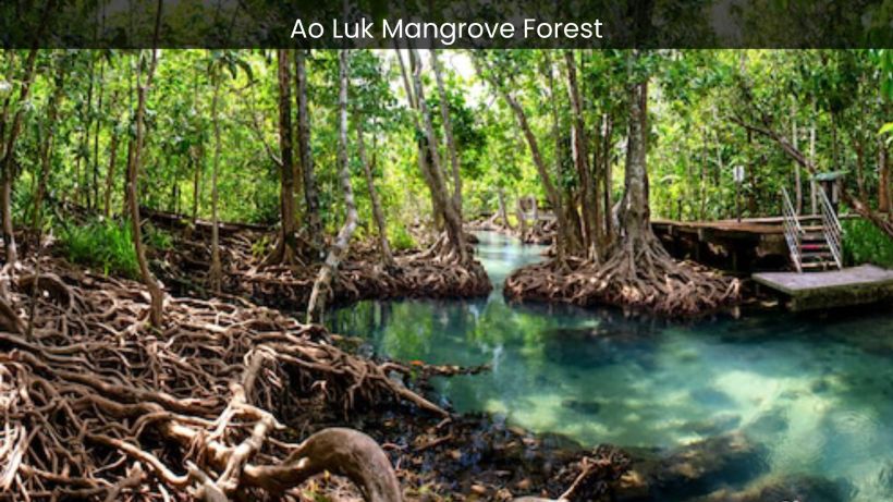 Ao Luk Mangrove Forest A Journey into the Pristine Wilderness of Thailand - spectacularspots.com