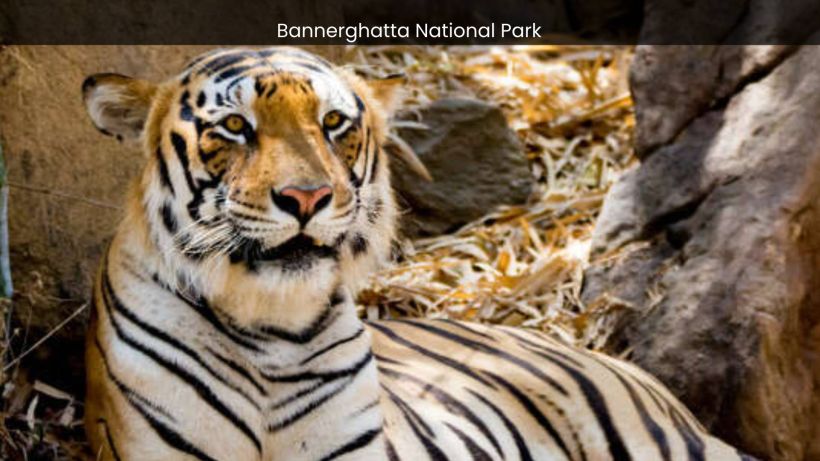 Bannerghatta National Park A Sanctuary for Endangered Species and Conservation Success - spectacularspots.com image