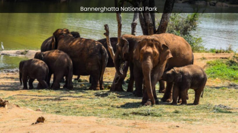 Bannerghatta National Park A Sanctuary for Endangered Species and Conservation Success - spectacularspots.com img