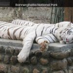 Bannerghatta National Park A Sanctuary for Endangered Species and Conservation Success - spectacularspots.com