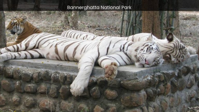 Bannerghatta National Park: A Sanctuary for Endangered Species and Conservation Success