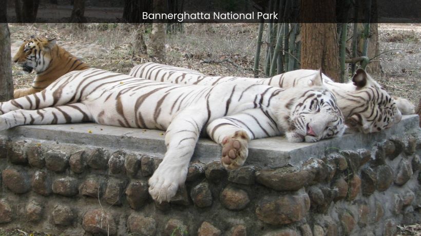 Bannerghatta National Park A Sanctuary for Endangered Species and Conservation Success - spectacularspots.com