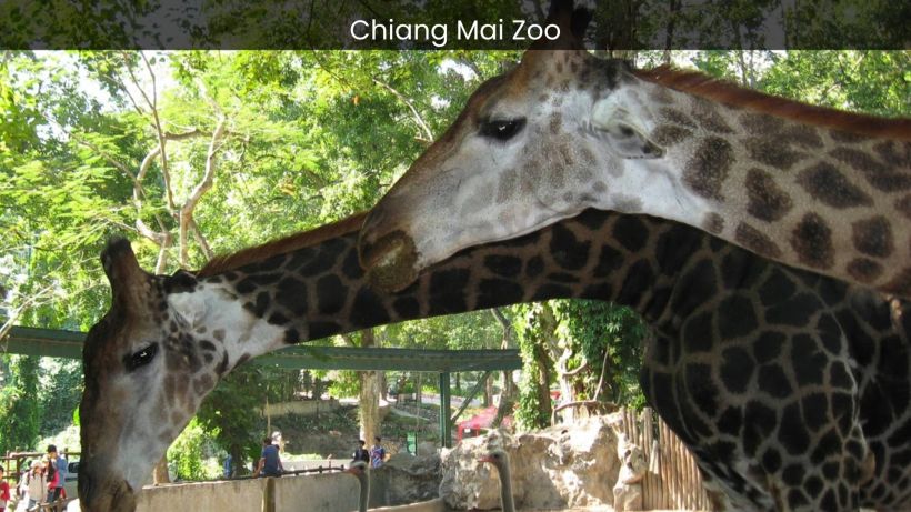 Chiang Mai Zoo A Thrilling Encounter with Wildlife in Northern Thailand - spectacularspots