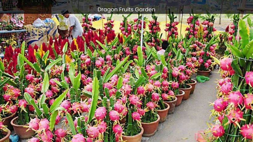 Dragon Fruits Garden in Batam A Journey into Tropical Splendor - spectacularspots.com img