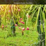 Dragon Fruits Garden in Batam A Journey into Tropical Splendor - spectacularspots.com