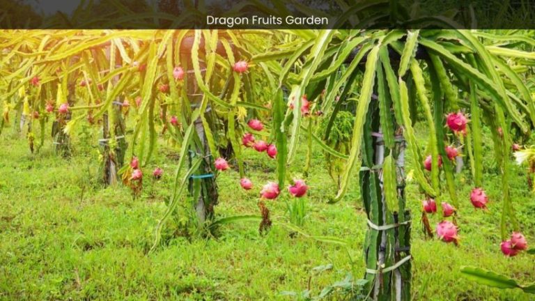 Dragon Fruits Garden in Batam: A Journey into Tropical Splendor