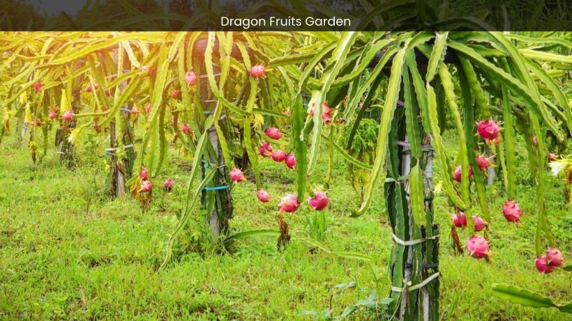 Dragon Fruits Garden in Batam A Journey into Tropical Splendor - spectacularspots.com