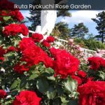 Ikuta Ryokuchi Rose Garden Where Nature's Fragrant Jewels Unfold - spectacularspots