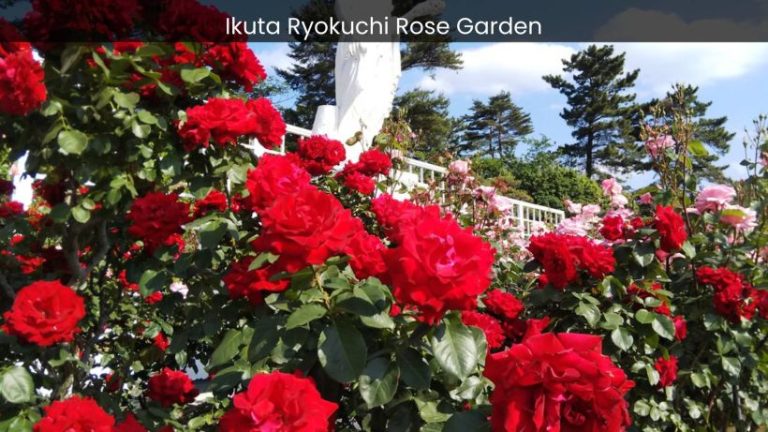 Ikuta Ryokuchi Rose Garden: Where Nature’s Fragrant Jewels Unfold