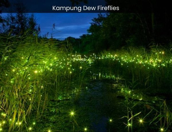Kampung Dew Fireflies Witnessing Nature's Illuminating Spectacle - spectacularspots.com