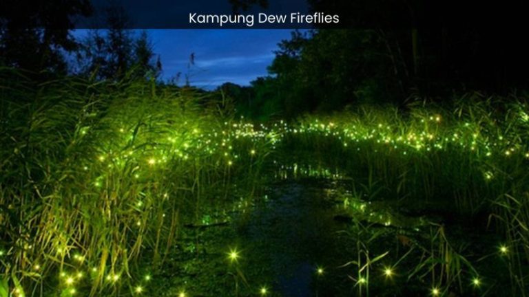 Kampung Dew Fireflies: Witnessing Nature’s Illuminating Spectacle
