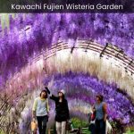 Kawachi Fujien Wisteria Garden A Colorful Symphony of Wisteria Blooms - spectacularspots