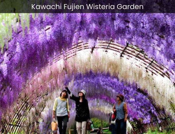 Kawachi Fujien Wisteria Garden A Colorful Symphony of Wisteria Blooms - spectacularspots