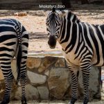 Malatya Zoo A Captivating Adventure in Turkey's Animal Sanctuary - spectacularspots.com img