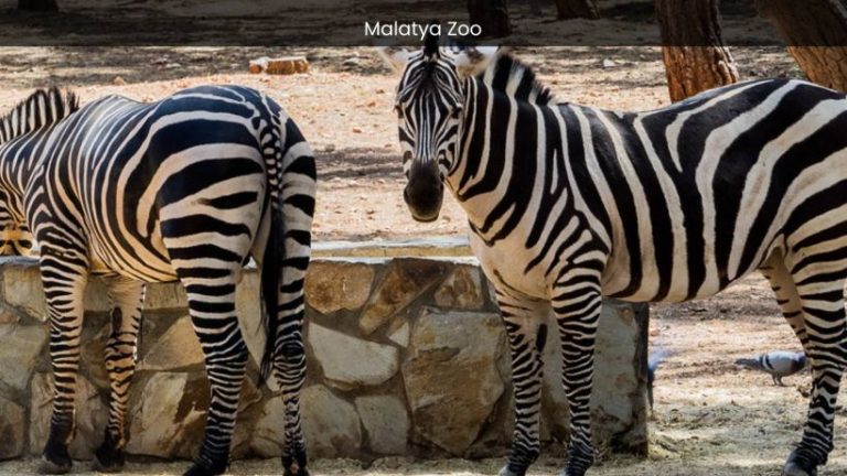 Malatya Zoo: A Captivating Adventure in Turkey’s Animal Sanctuary