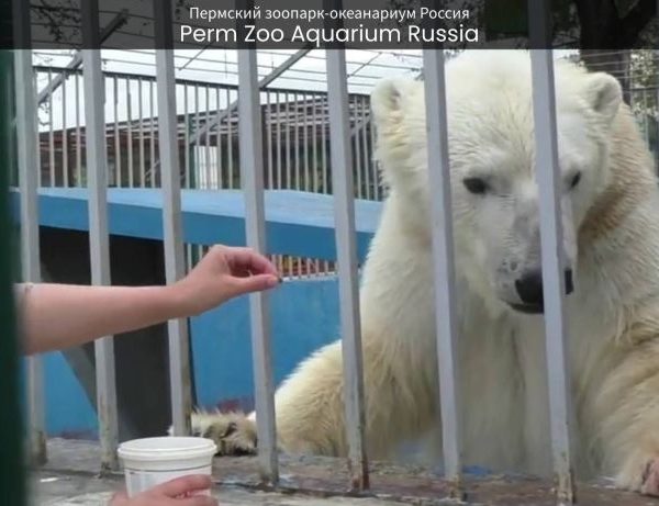 Perm Zoo Aquarium Where Wildlife Meets Oceanic Beauty - spectacularspots.com
