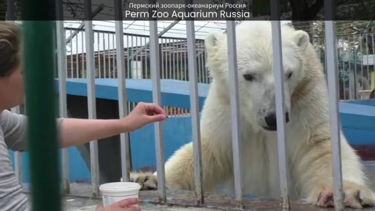 Perm Zoo Aquarium: Where Wildlife Meets Oceanic Beauty