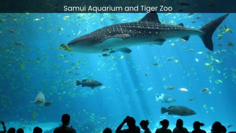 Samui Aquarium and Tiger Zoo: Exploring the Wonders of Marine Life and Majestic Tigers