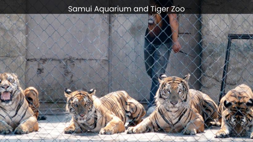 Samui Aquarium and Tiger Zoo Exploring the Wonders of Marine Life and Majestic Tigers - spectacularspots website