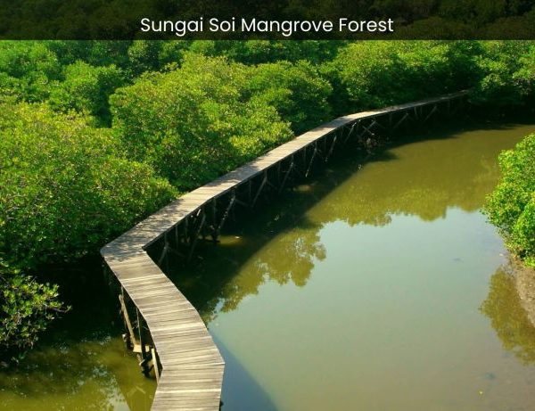 Sungai Soi Mangrove Forest Exploring the Biodiversity of Malaysia's Coastal Haven - spectacularspots.com