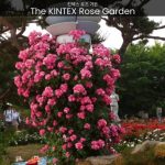 The KINTEX Rose Garden Where Nature's Poetry Unfolds in Vibrant Hues - spectacularspots