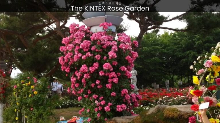 The KINTEX Rose Garden: Where Nature’s Poetry Unfolds in Vibrant Hues