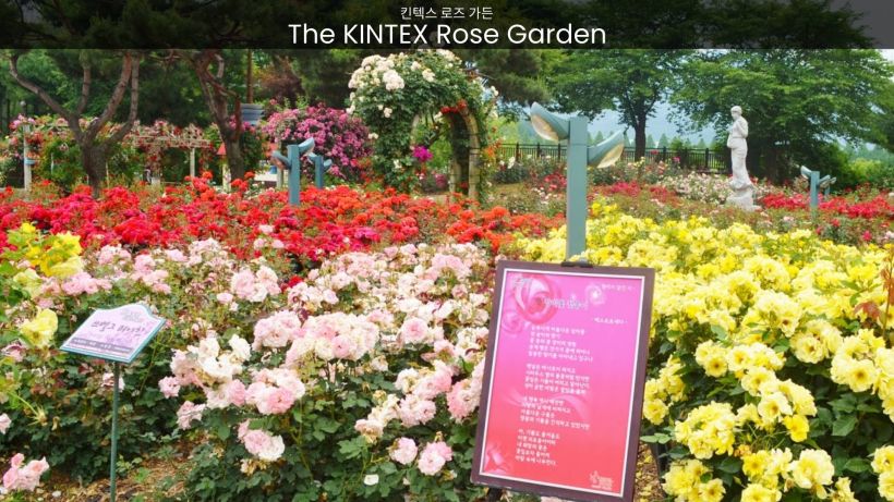 The KINTEX Rose Garden Where Nature's Poetry Unfolds in Vibrant Hues - spectacularspots.com