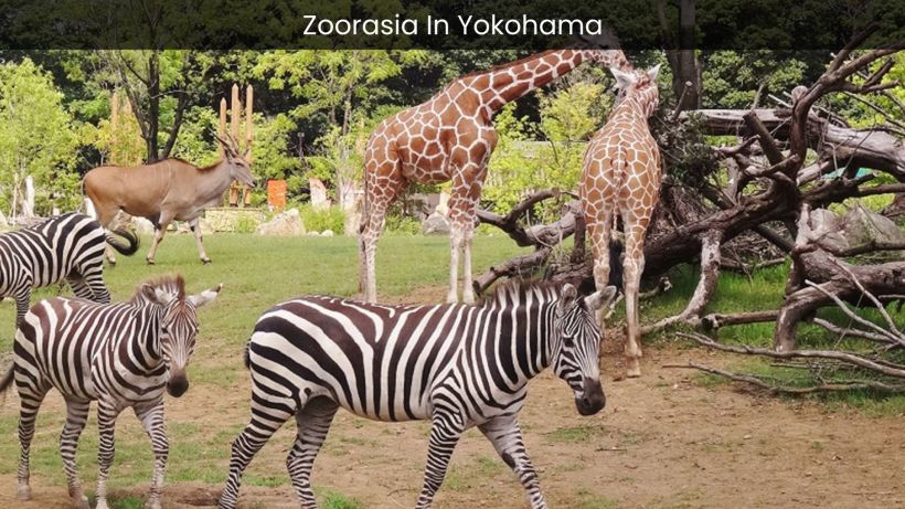 Zoorasia Yokohama Discover the Wildlife Wonderland of Japan