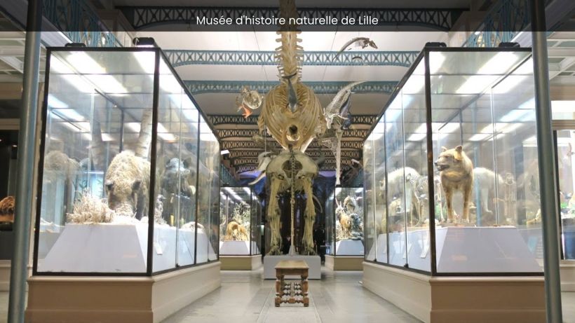 Musée d'histoire naturelle de Lille A Journey Through Natural History - spectacularspots.com image