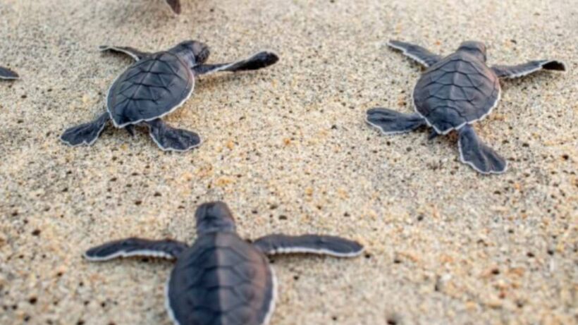 Baby Sea Turtle Release_ Incredible Bali Experience - spectacularspots.com