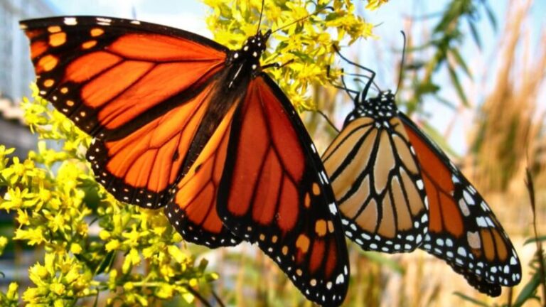 Bali Butterfly Park_ Enchanting Tropical Wildlife Haven - spectacularspots.com