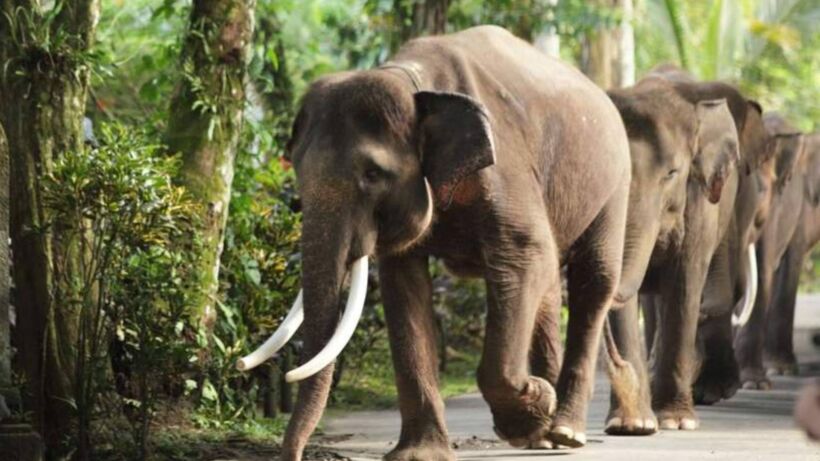 Bali Elephant Sanctuary_ Ultimate Ethical Wildlife Experience - spectacularspots.com