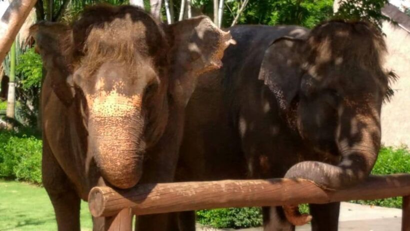 Bali Zoo_ Ultimate Family-Friendly Wildlife Adventure - spectacularspots.com