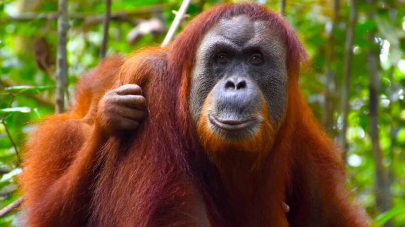 Bukit Lawang_ Ultimate Guide to Magical Orangutan Sanctuary - spectacularspots.com
