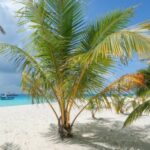 Fulidhoo Island Guide_ swim with sharks on a backpacker budget - spectacularspots.com