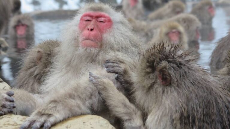 Jigokudani Monkey Park_ Incredible Winter Wildlife Wonder - spectacularspots.com