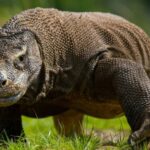 Komodo Island Tour_ Incredible Dragon Adventure - spectacularspots.com