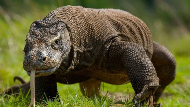 Komodo Island Tour_ Incredible Dragon Adventure - spectacularspots.com