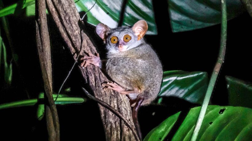 Pulau Siau_ Ultimate Enchanting Tarsier Paradise - spectacularspots.com