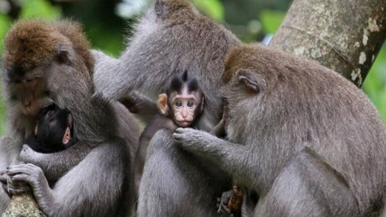 Sangeh Monkey Forest_ Incredible Bali Adventure - spectacularspots.com