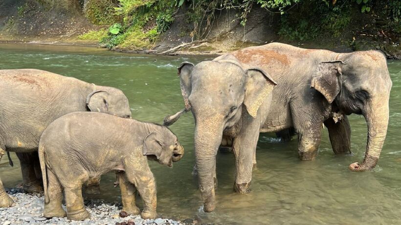 Tangkahan Elephant Sanctuary_ Ethical Jungle Adventure - spectacularspots.com