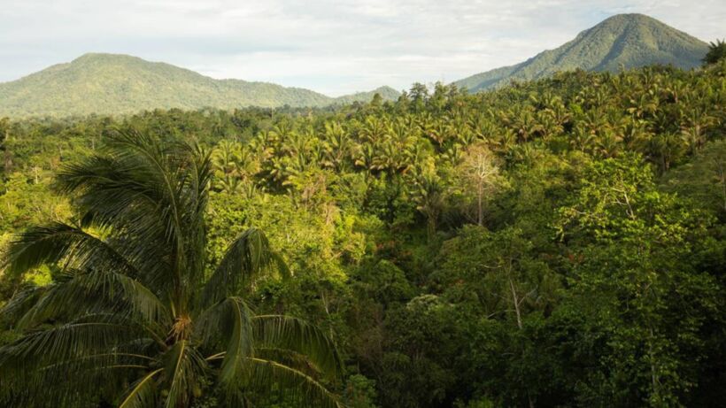 Tangkoko National Park_ Incredible Wildlife Adventure - spectacularspots.com