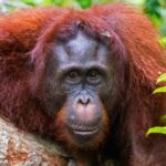 Tanjung Puting_ The only orangutan guide you’ll ever need - spectacularspots.com