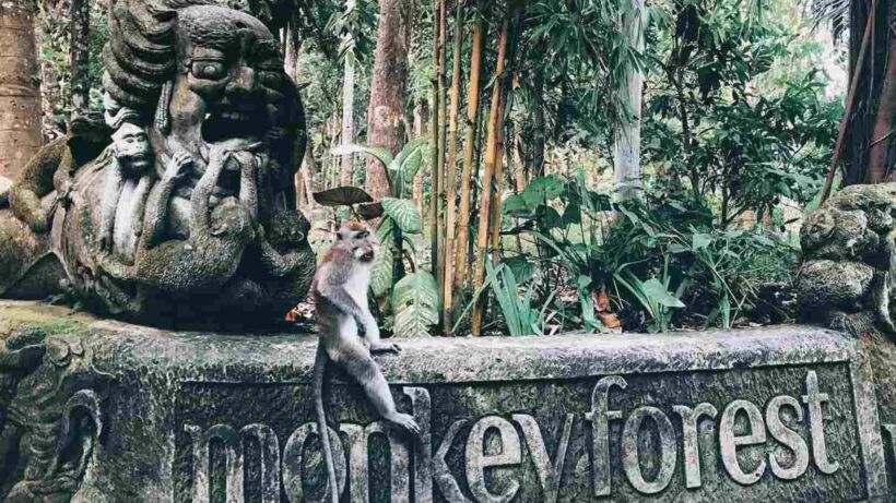 Ubud Monkey Forest Guide_ 2025 facts, fees & photo hacks - topgameteaser.com